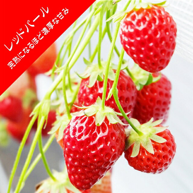 【いちご苗】レッドパール 3号ポットのサムネイル