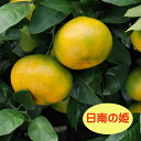 【温州系柑橘ミカン属】日南の姫（ひなのひめ）（接木苗）4号LLポット