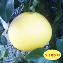 【その他柑橘系ミカン属】メイポメロ(接木苗)4号LLポット