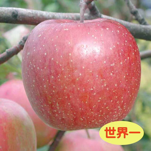【リンゴ属】りんご世界一（接木苗）4号LLポット