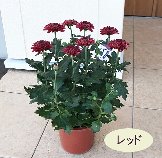 菊　ポンポン咲マム　各色　5号ポットのサムネイル