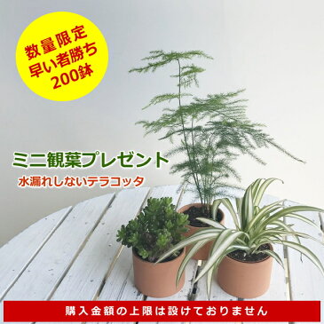 ミニ観葉植物プレゼント！オリズルラン