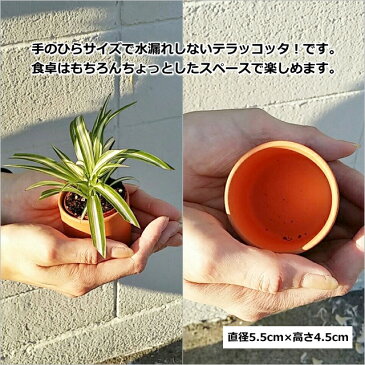 ミニ観葉植物プレゼント！オリズルラン