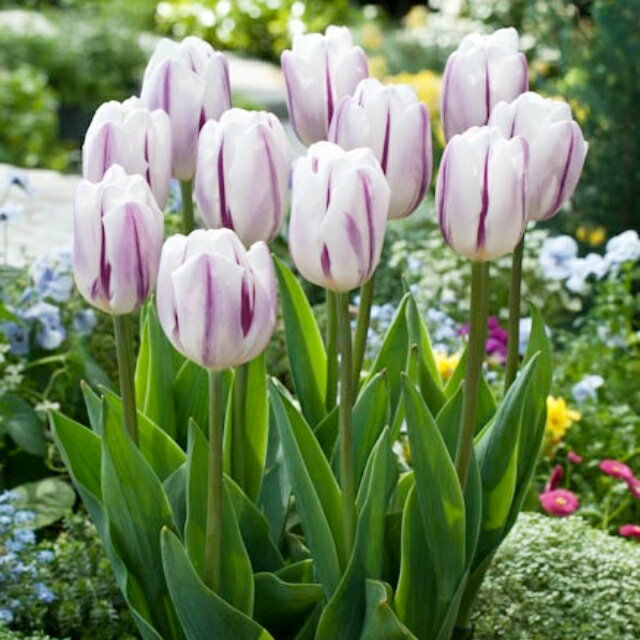 予約球根【チューリップ】フレミングフラッグ（8球入）のサムネイル