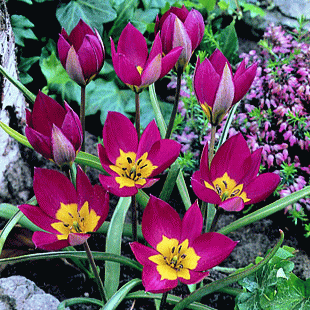 【チューリップ】原種系ペルシャンパール（5球入）