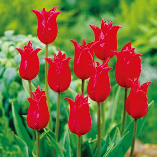 予約球根【チューリップ】ゆり咲き　プリティウーマン（6球入）のサムネイル