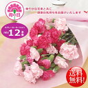 遅れてごめんね！母の日ギフト！華やかカーネーションミックス12本花束！可能な限り本日発送させていただきます。