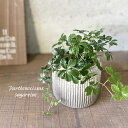 観葉植物【パルテノキッスス属】シュガーバイン4号セメント鉢(GG30A-TA)