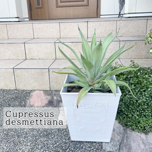 屋外観葉【リュウゼツラン属】アガベ　ベネゼーラ 9号合成樹脂鉢（MS891）のサムネイル