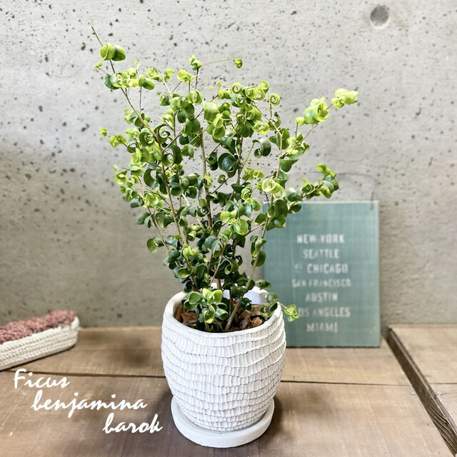 観葉植物【フィカス属】フィカス・ベンジャミナ・バロック5号セメント鉢(WC0097L-W)のサムネイル