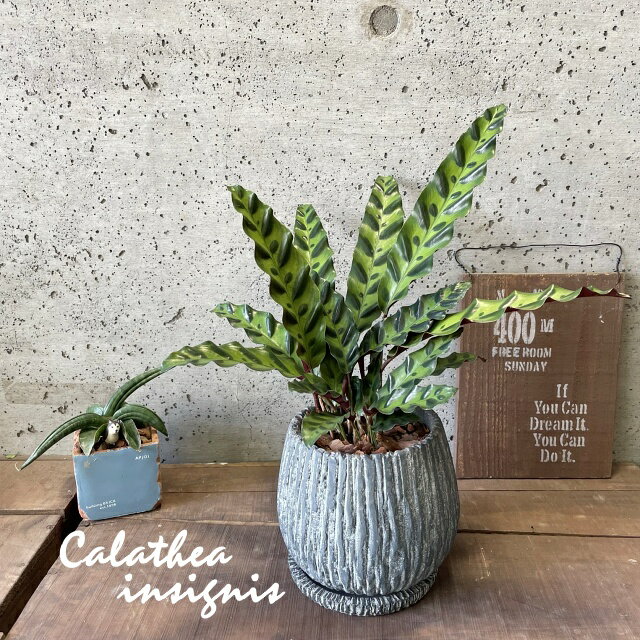 観葉植物【カラテア属】カラテア インシグニス ランシフォリア ブーム 5.5号セメント鉢(皿付）(GG16104-GR)のサムネイル