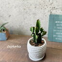 観葉植物【ユーフォルビア属】大雲閣3号セメント鉢(皿付き)(WC0097-W)