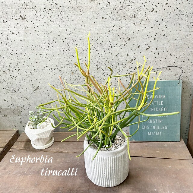 観葉植物【ユーフォルビア属】ミルクブッシュ4.5号セメントS（GG35A-BE）のサムネイル