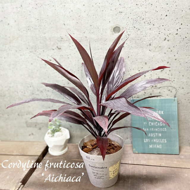 観葉植物【センネンボク属】コルジリネTアイチアカ5号エコポット（TBGF1012-BR）のサムネイル