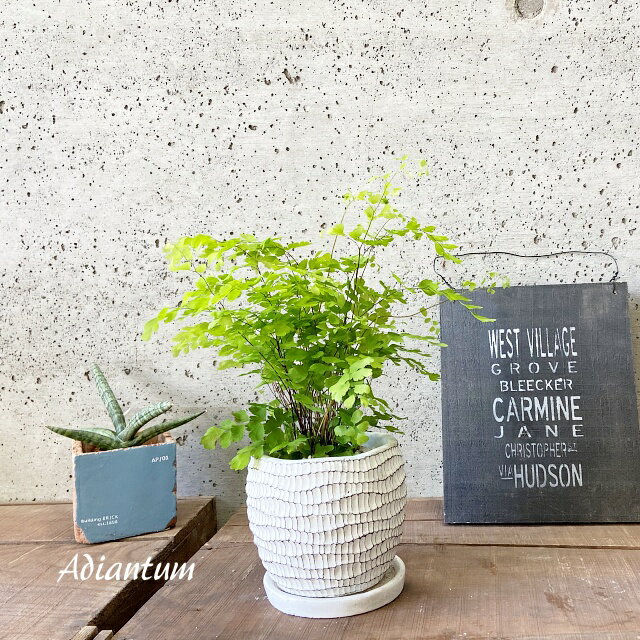 観葉植物【ホウライシダ属】アジアンタム4号Sセメント鉢（皿付）（WC0097-W）のサムネイル