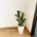 観葉植物【ザミア属】ザミオクルカス・ザミーフォリア6.5号S合成樹脂鉢（受皿付）(AM226）