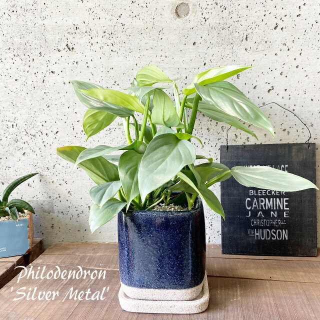 観葉植物【フィロデンドロン属】フィロデンドロン シルバーメタル4.5号S陶器鉢（皿付）(DA-1313Dgray)のサムネイル