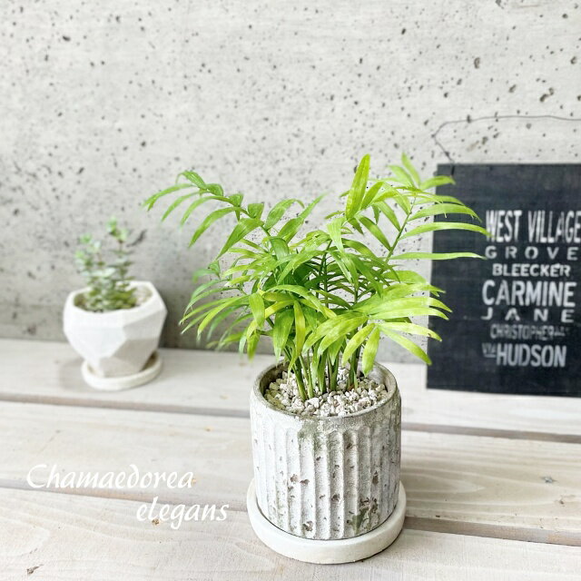 楽天市場】テーブルヤシ(種類(植物)チャメドレア)の通販 楽天市場】テーブルヤシ(種類(植物)チャメドレア)の通販