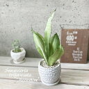 観葉植物【サンセヴィエリア属】サンスベリア・ムーンシャイン3.5号Sセメント鉢(皿付)WC0097-W