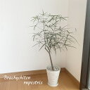 観葉植物【ブラキキトン属】ボトルツリー5号S合成樹脂（皿付）(SPA1620K2-WS）