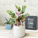 観葉植物【カラテア属】カラテア マコヤナ 4.5号Sセメント鉢(GG35A-BE)