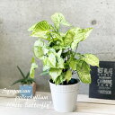 観葉植物【シンゴニウム属】ポドフィルムホワイトバタフライ　5.5号S ブリキ鉢（内容器付）（17402-1G-WH）