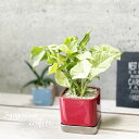 観葉植物【シンゴニウム属】シンゴニウムシルキー4.5号S陶器鉢(皿付)(22204-1313-RED)