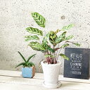 観葉植物【カラテア属】カラテア マコヤナ 4.5号S陶器鉢(皿付)(MR03-135-WH)