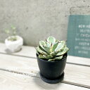 観葉植物【リュウゼツラン属】アガベ キッショウカンニン(吉祥冠) 4号Sプラスチック鉢(皿付)