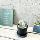 観葉植物【アストロフィツム属】アストロフィツム(ランポウギョク:鸞鳳玉)3号Sプラスチック鉢(皿付)(No.3PLASTICS-BK)