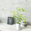 観葉植物【フカノキ属】ステレオスペルマ ムダニエレカプリマ 3.5号陶器鉢(皿付)