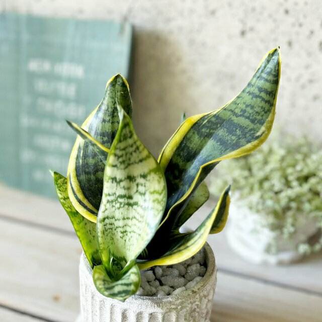 観葉植物【サンセヴィエリア属】サンスベリア・Tツイスター3.5号Sセメント鉢（皿付）(GG30B) 2