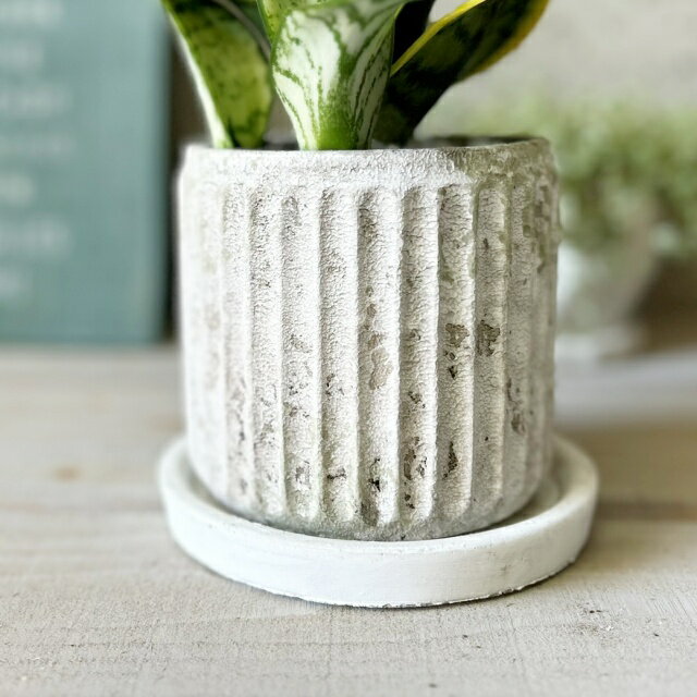 観葉植物【サンセヴィエリア属】サンスベリア・Tツイスター3.5号Sセメント鉢（皿付）(GG30B) 3