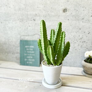 多肉植物【スタペリア属】スタペリア・王犀角(ギカンテア)4.5号 合成樹脂(皿付)ボタープレーンポット12現在紅葉してます