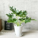 観葉植物【フィロデンドロン属】セローム 5号合成樹脂鉢(受け皿付)(ボタニートールポットW)