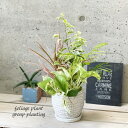 観葉植物観葉植物の寄せ植え 5号（WC0097L-W）受皿付※品種はお任せとなります。