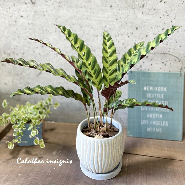 観葉植物【カラテア属】カラテア インシグニス ランシフォリア ブーム4.5号セメント鉢(皿付）(TD369)のサムネイル