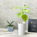観葉植物【フィクス属】フィカスウンベラータ4号S陶器鉢(皿付)(MIF3-B-120-WH)