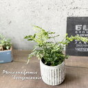観葉植物【イノモトソウ属】プテリス エバーゲミエンシス12号セメント鉢(GG30B)