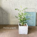 観葉植物【トネリコ属】シマトネリコ3.5号合成樹脂鉢(GG16702-W)