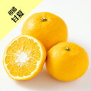 【その他柑橘系ミカン属】甘夏 (接木苗)4号LLポット