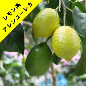 【香酸柑橘系ミカン属】アレンユーレカレモン（接ぎ木苗）4号Lポット