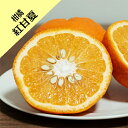 【その他柑橘系ミカン属】紅甘夏(接木苗)4号LLポット