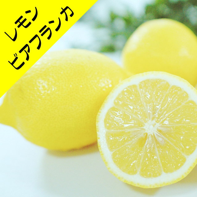 【香酸柑橘系ミカン属】トゲナシビアフランカレモン（接木苗）4号LLポット