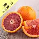 【その他柑橘系ミカン属】ブラッドオレンジ (接木苗)4号LLポット