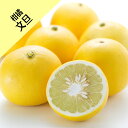 【その他柑橘系ミカン属】文旦(接木苗)4号LLポット