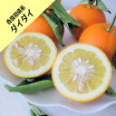 【香酸柑橘系ミカン属】ダイダイ(接木苗)4号LLポット