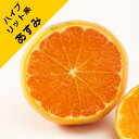 【ハイブリット系柑橘ミカン属】あすみ(接木苗)4号LLポット