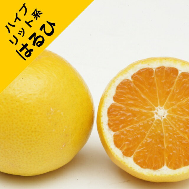 ●品種特性 はるひの果実カンキツ「はるひ」は、1991年に食味が優れる「カンキツ興津46号」(「スイートスプリング」×「トロビタ」オレンジ)と香りのさわやかな「阿波オレンジ」(「ヒュウガナツ」×「トロビタ」オレンジ)を交雑して育成したカンキ...