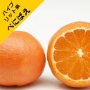 【ハイブリット系柑橘ミカン属】べにばえ(接木苗)4号LLポット
